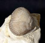 Cyclothyris globosa (ARNAUD 1872) - Bild © FossNet FossilienStore